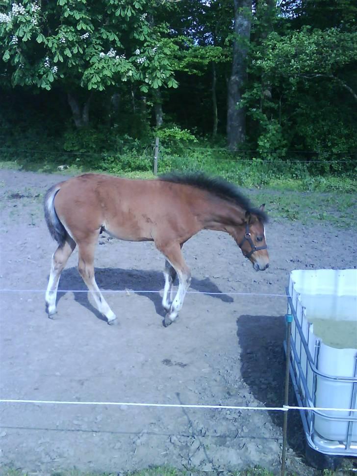 Anden særlig race Augustino billede 5