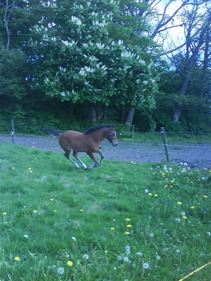 Anden særlig race Augustino - Følle gik lidt amok, da han fik lov til at gå ind uden snor. xD billede 6