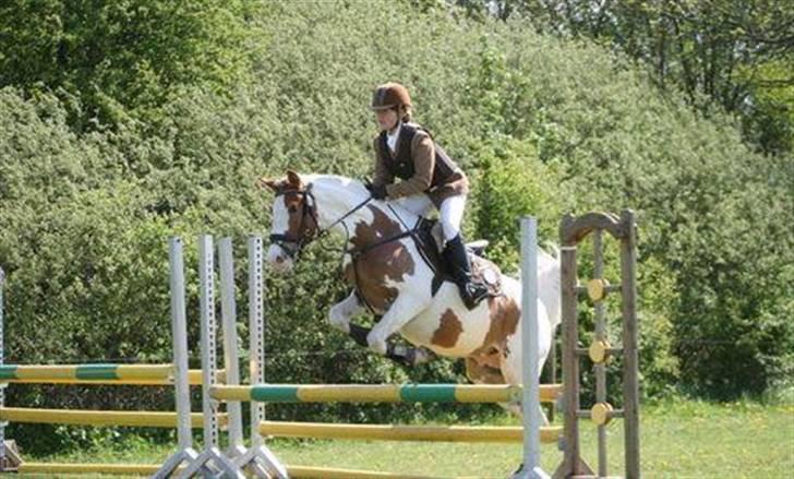 Pinto Araber Empire billede 9