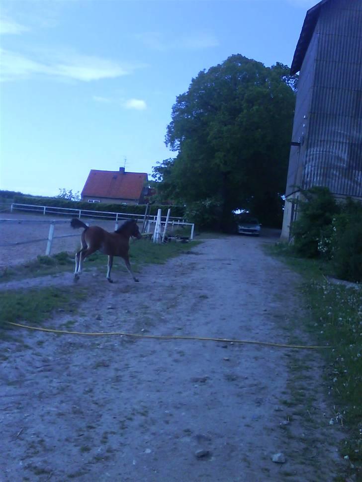 Anden særlig race Augustino - Følle gik lidt amok, da han fik lov til at gå ind uden snor. xD billede 7