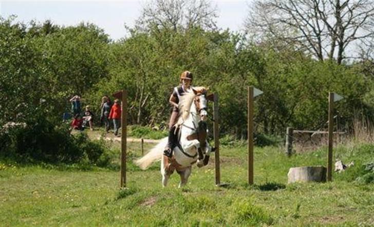 Pinto Araber Empire billede 10