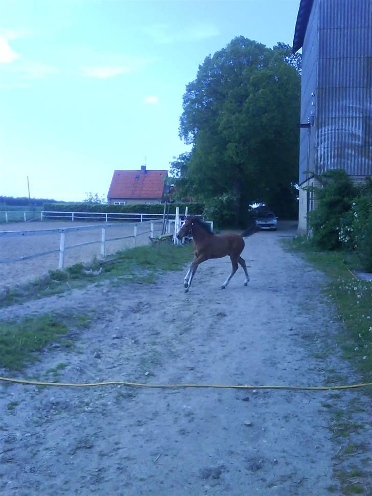 Anden særlig race Augustino - Følle gik lidt amok, da han fik lov til at gå ind uden snor. xD billede 8