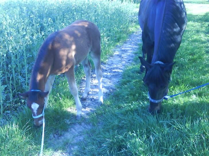 Anden særlig race Augustino - Følle med sin mor, ude og spise græs. :) billede 9