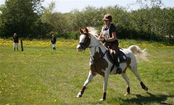 Pinto Araber Empire billede 11