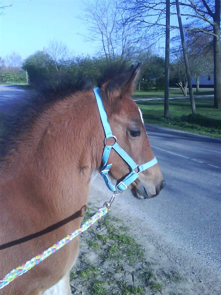 Anden særlig race Augustino - Følle ude og gå tur! :D billede 10