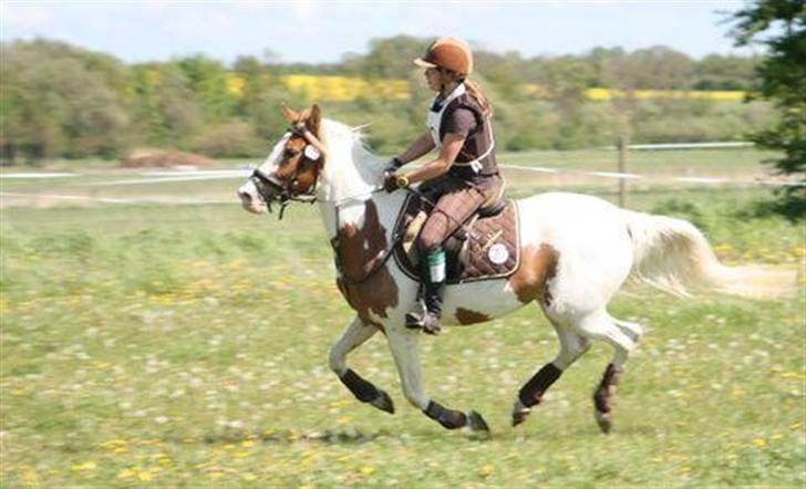 Pinto Araber Empire billede 12