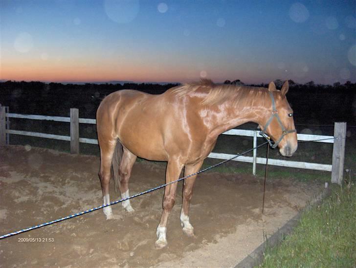 Anden særlig race Senior Lokos billede 7