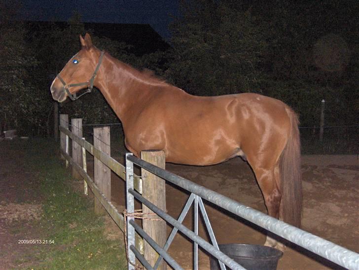 Anden særlig race Senior Lokos billede 8