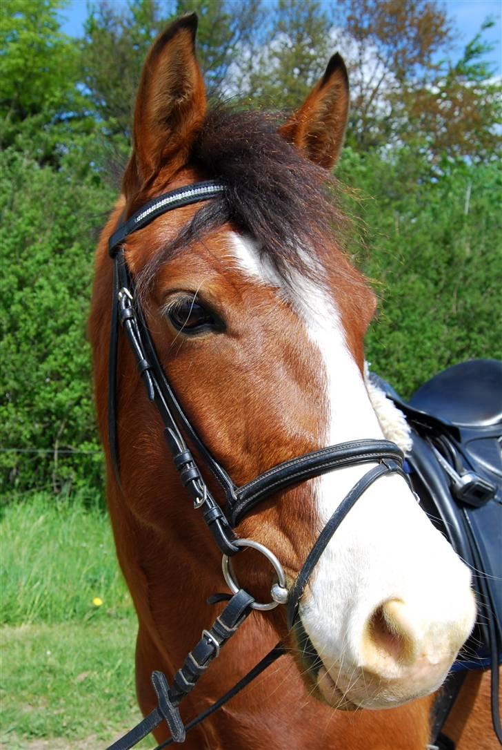 DSP Haahr's Fantasilie solgt billede 4