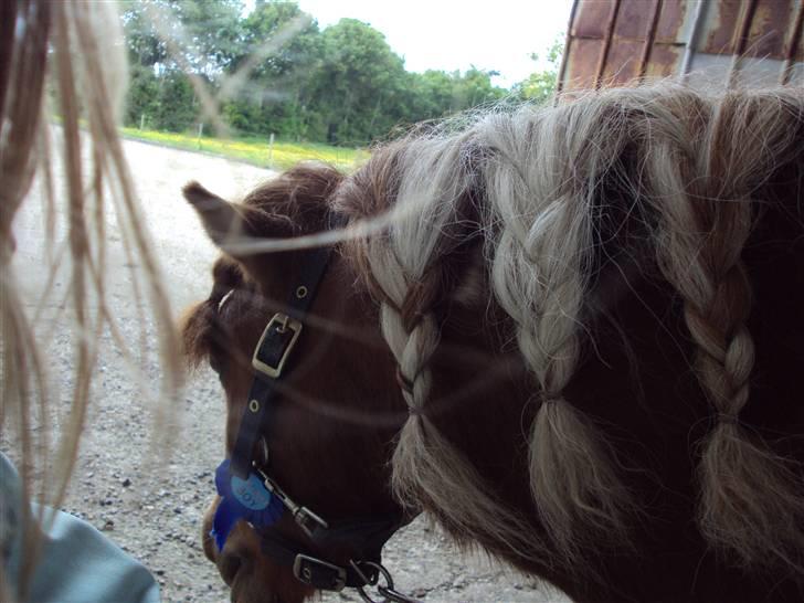 Shetlænder ¬ PINTO <3 - (19) På hans fødselsdag d. 12 Juni. Hvor der hænger diplom "Birthday Boy" 5 år! :D. Med lækker kage. ;p billede 19