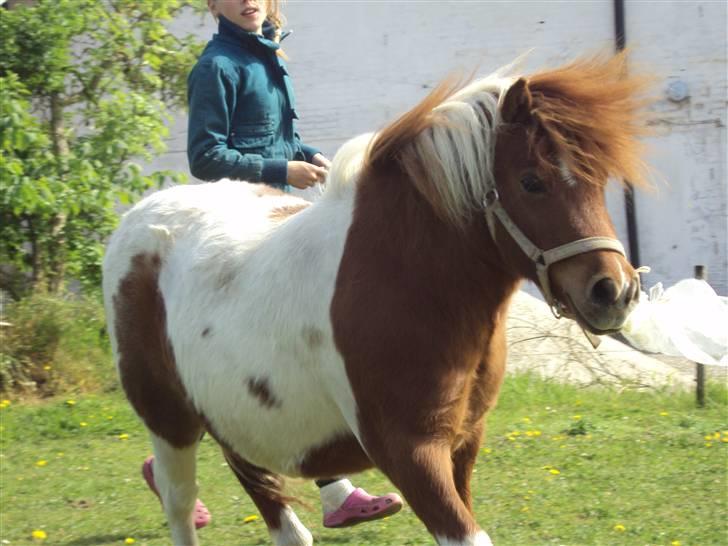 Shetlænder ¬ PINTO <3 - (20) Lidt fiimset. Men stadig emmas ven! :b billede 20