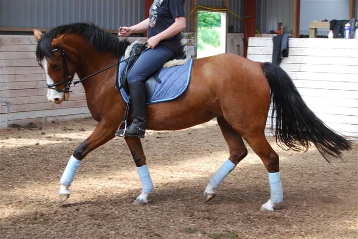 DSP Haahr's Fantasilie solgt billede 12