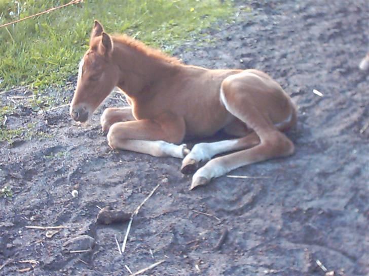 Anden særlig race Solgt Enghavegårds D´arcy *SOLGT* billede 1