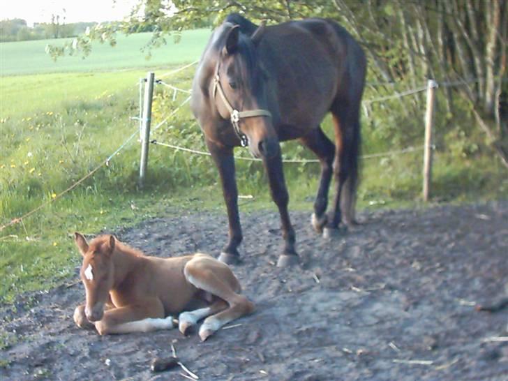 Anden særlig race Solgt Enghavegårds D´arcy *SOLGT* billede 2