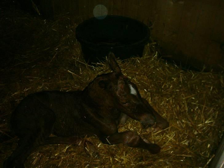 Anden særlig race Solgt Enghavegårds D´arcy *SOLGT* billede 3