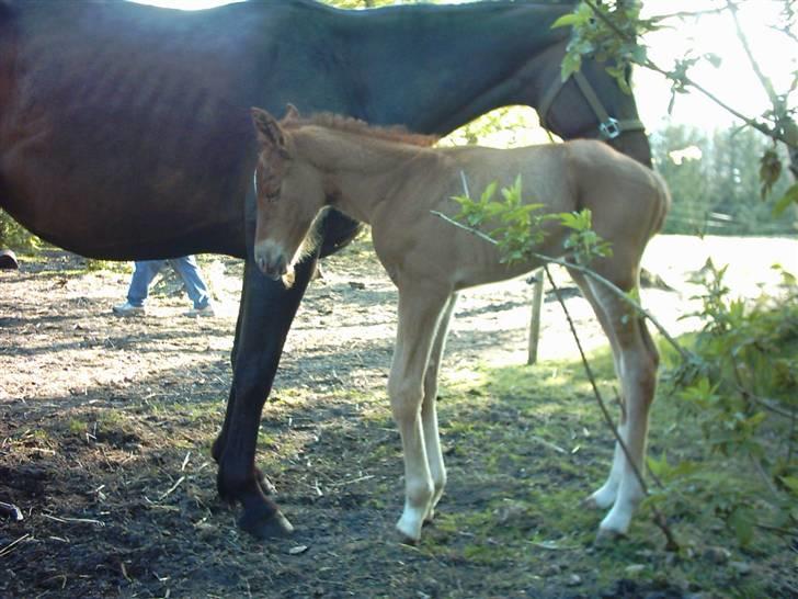 Anden særlig race Solgt Enghavegårds D´arcy *SOLGT* billede 4