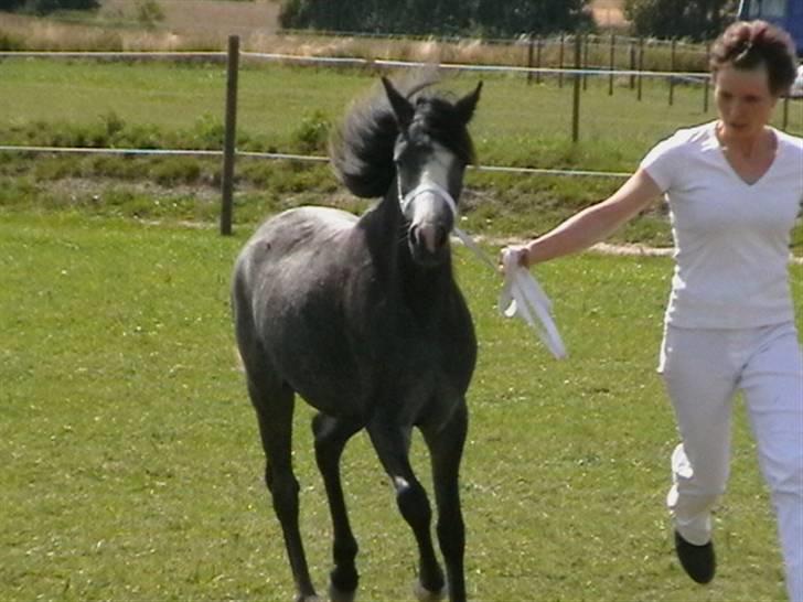 Welsh Mountain (sec A) Teglgårdens Azurra - Der må traves.... Pust, hun løber stærkt den lille ;o) billede 4