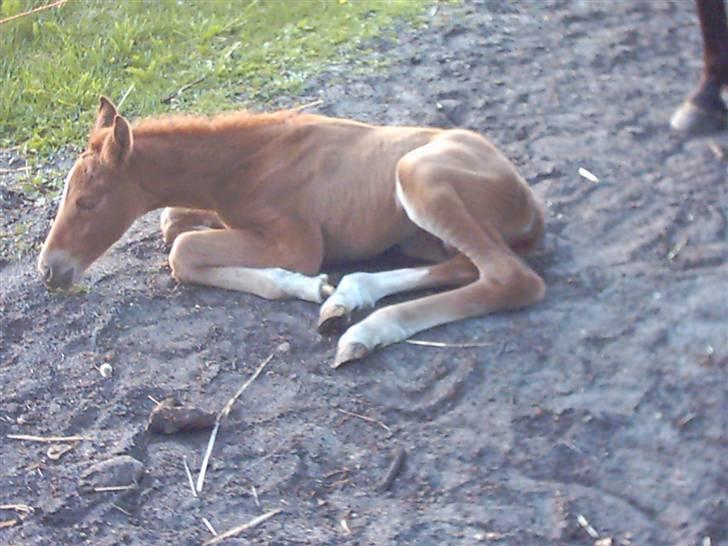 Anden særlig race Solgt Enghavegårds D´arcy *SOLGT* billede 5