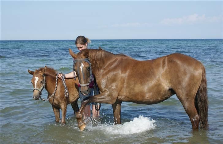 Anden særlig race Amazing Amy - 05.08.09 - Amy, Amanda og jeg på Amys første gåtur hvor hun gik direkte i vandet :o) billede 7