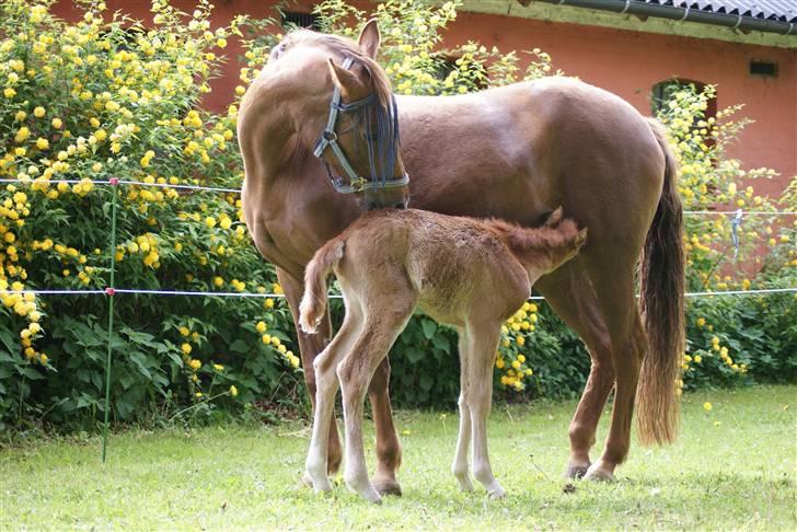Anden særlig race Amazing Amy - 13.05.09 - Amy og Amanda på fold for første gang. billede 9
