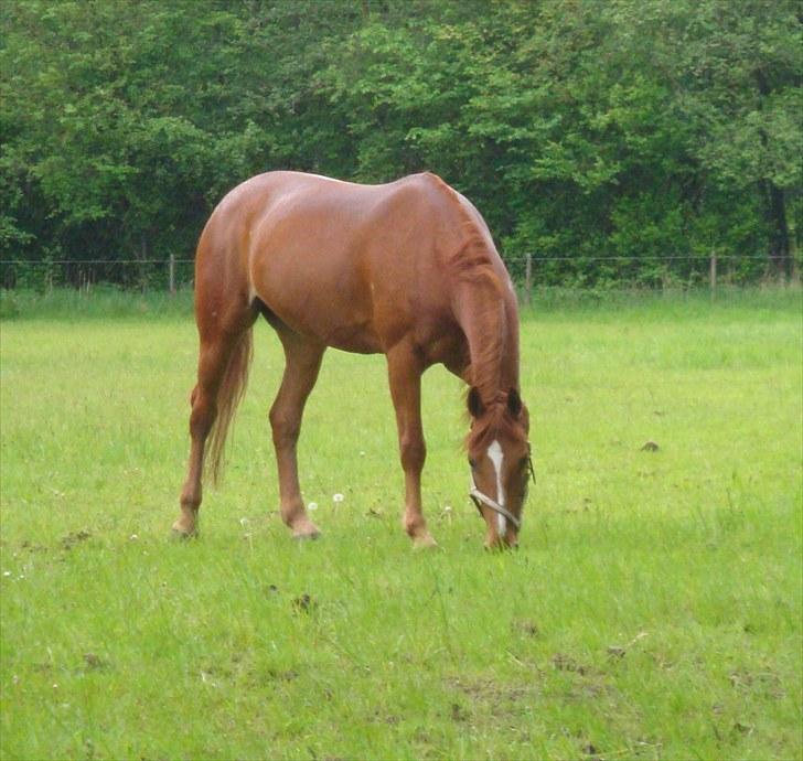 Anden særlig race Magic Lady - Maggie på fold :) billede 3