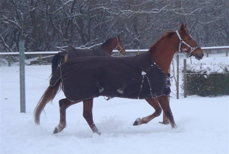 Anden særlig race Magic Lady - Smukke Maggie i sneen :) billede 7