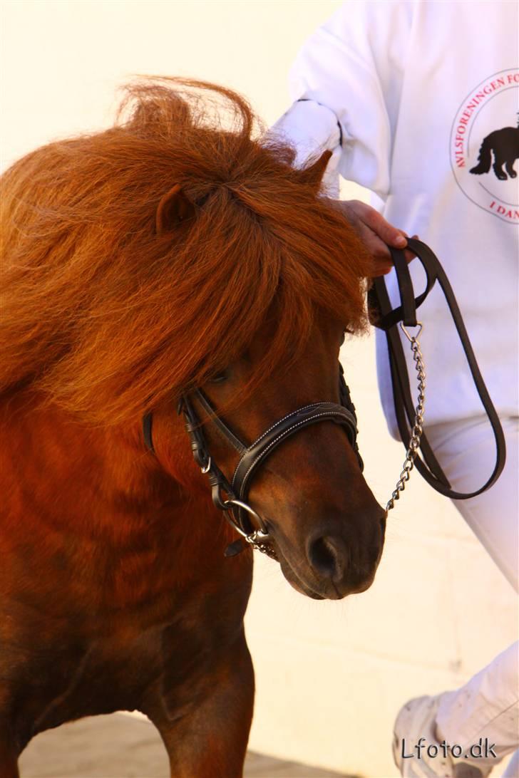 Shetlænder Sedgehill Onyx SH611  billede 20