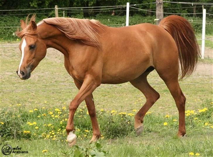 Arabisk fuldblod (OX) Ma-Ajmala - SOLGT billede 19