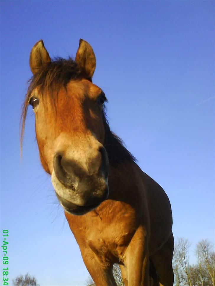 Anden særlig race breezer billede 6