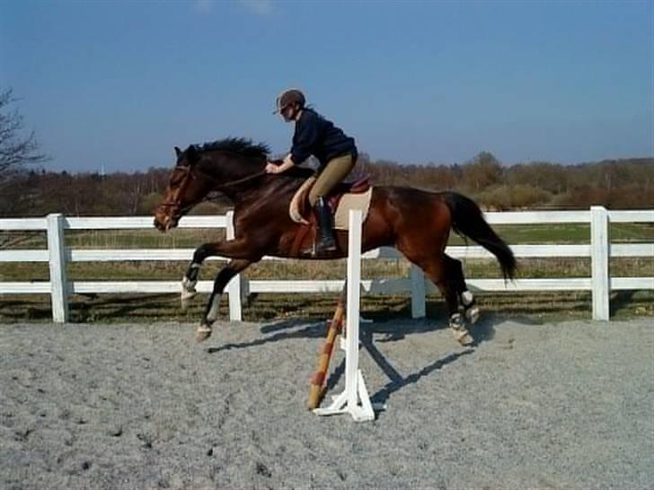 Dansk Varmblod Emblems Comet    RIP - - Michala springer Kenzo billede 11