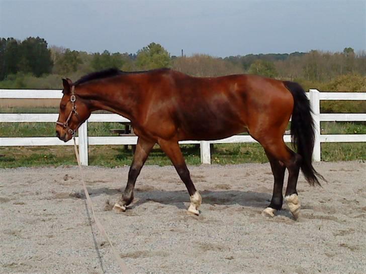 Dansk Varmblod Emblems Comet    RIP - - En sløv hest i snor billede 12