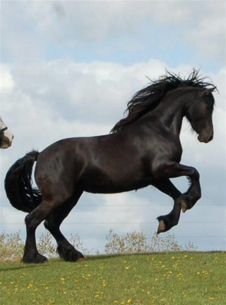 Frieser Tikki - Som min veninde siger: Tikki- banditten... billede 6