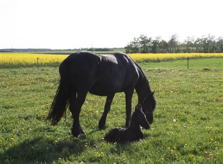 Frieser D'Artagnan v.d.All Blacks billede 5