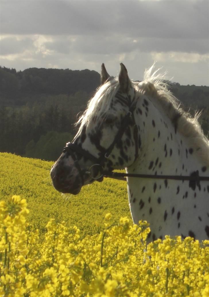 Knabstrupper Charmeur *Solgt* - *$*NYT*$* Elskede smuksak <3 foto: Ida <3 billede 14