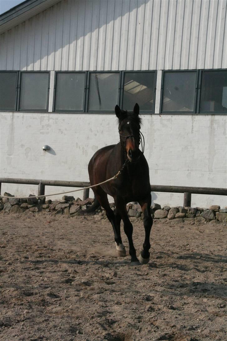 Knabstrupper Nymands Zidney billede 4