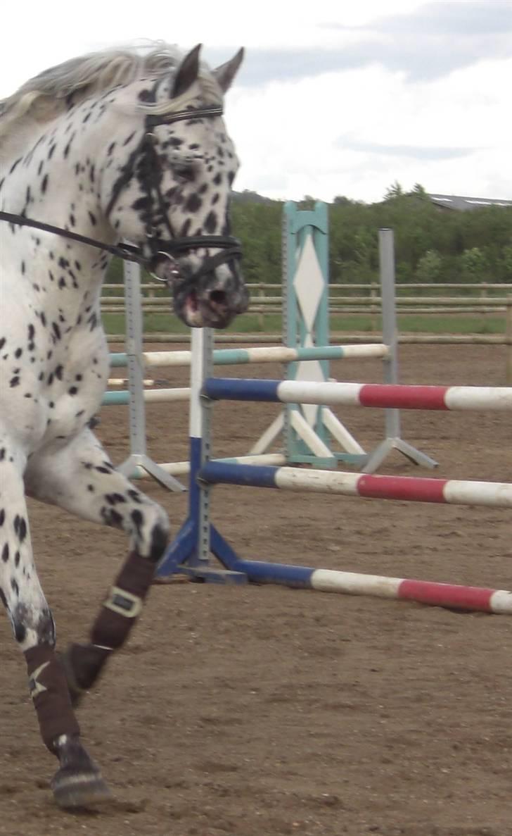 Knabstrupper Charmeur *Solgt* - *$*NYT*$* Sidste dag med smukke, dejlig spring dag <3 Foto: Ida billede 15