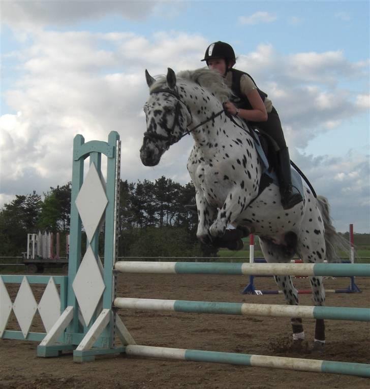 Knabstrupper Charmeur *Solgt* - *$*NYT*$* Sidste dag :/ men så dejlige spring <3 Foto: Ida  billede 16