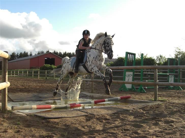 Knabstrupper Charmeur *Solgt* - *$*NYT*$* Dejlig vandgrav ;) Foto: Ida min pige billede 17