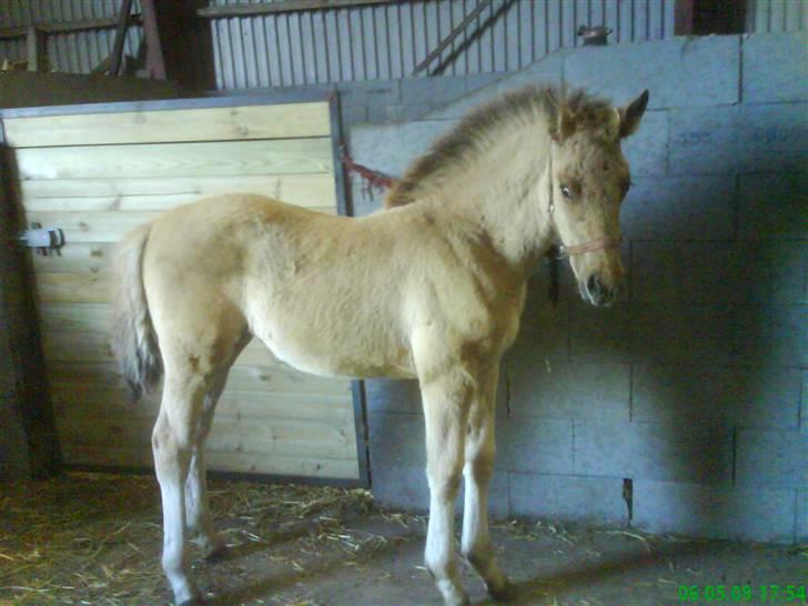 Anden særlig race Mon Chéri *bortgivet* - aflivet 21/5.2025 - 2½ mdr gammel skifter farve til gylden.. 4 farvet.. hihi (rød,sort,hvid og gul) billede 14