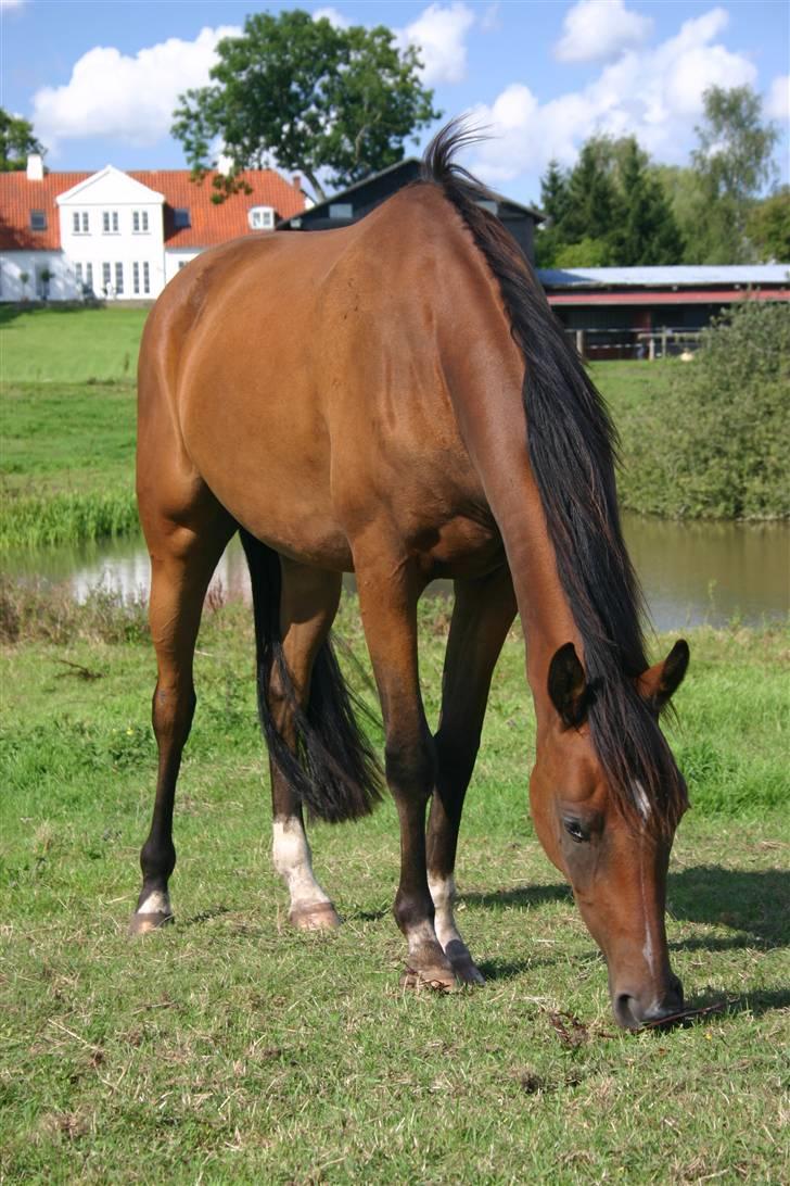 Anglo Araber (AA) Barthimæus - August 2009 billede 18