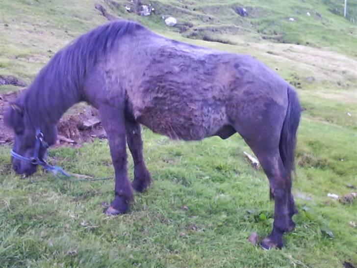 Færøsk hest sylvi - sylvi hjemme hos lige udenfor mit vindue. billede 7