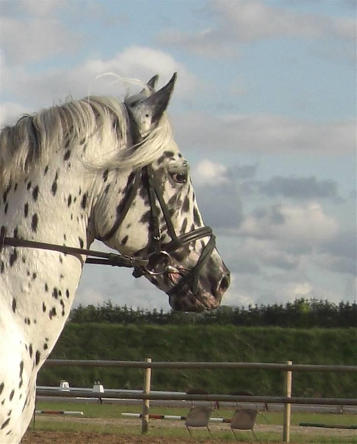 Knabstrupper Charmeur *Solgt* - *$*NYT*$* <3 Foto: Ida billede 20