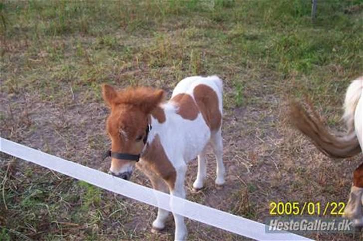 Shetlænder Molly billede 1