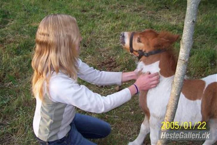 Shetlænder Molly billede 2