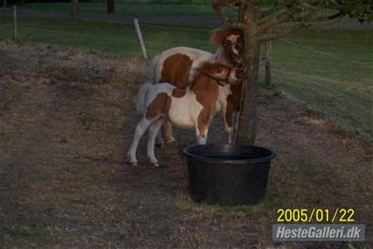 Shetlænder Molly billede 4