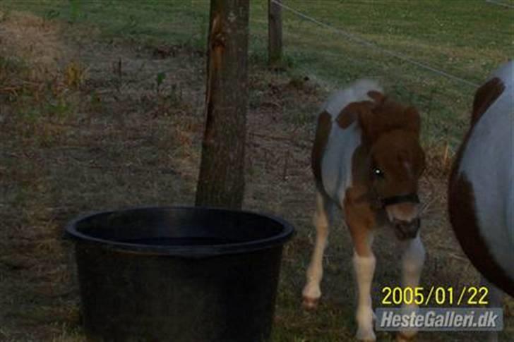 Shetlænder Molly billede 5