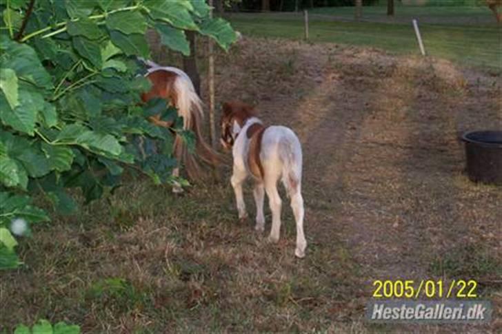 Shetlænder Molly billede 6