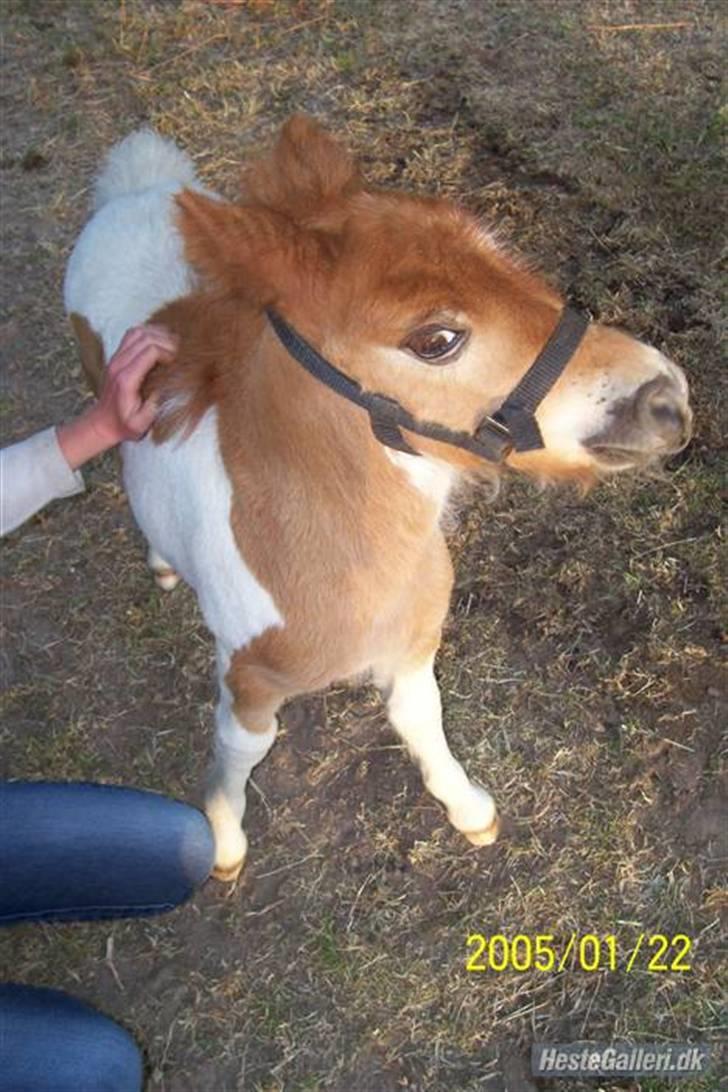 Shetlænder Molly billede 8