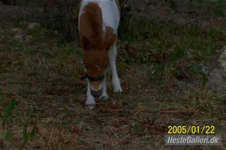 Shetlænder Molly billede 9