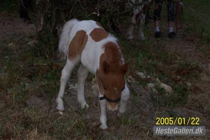 Shetlænder Molly billede 10